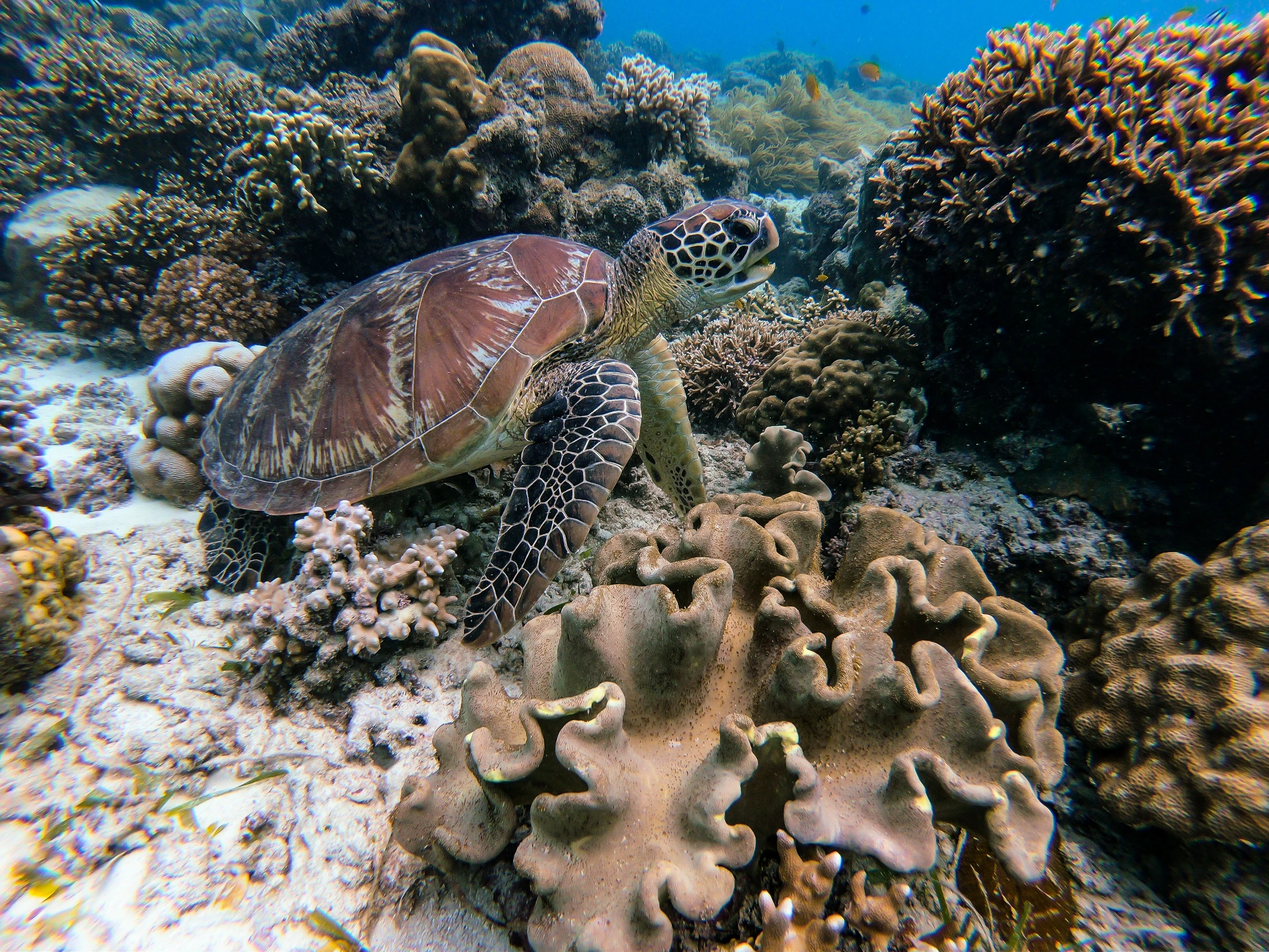 turtle in coral reef