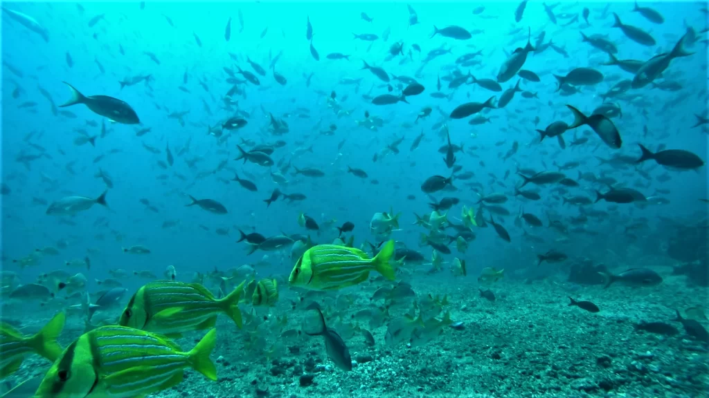 fish underwater at machalilla national park